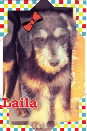 Cachorro raça SRD idade 2 a 6 meses nome LAILA