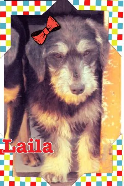 Cachorro ra a SRD idade 2 a 6 meses nome LAILA