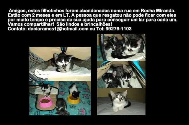 Gato ra a  idade  nome Sem nome
