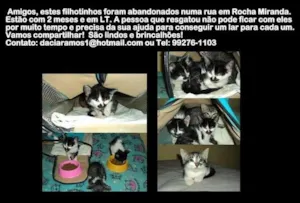 Gato raça  idade  nome Sem nome
