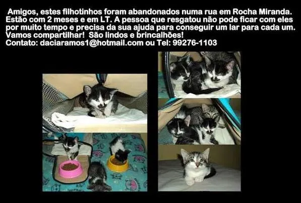 Gato ra a  idade  nome Sem nome