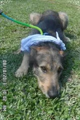 Cachorro ra a vira-lata idade 3 anos nome Scooby