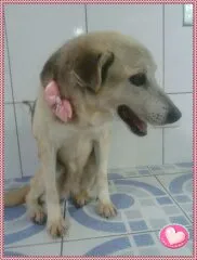 Cachorro ra a Vira-lata idade 4 anos nome Katita