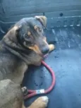 Scooby
