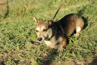 Cachorro ra a vira-lata idade 3 anos nome Susie