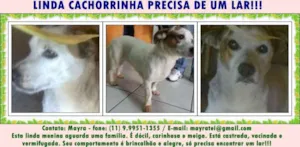 Cachorro raça SRD idade 2 anos nome FIONA