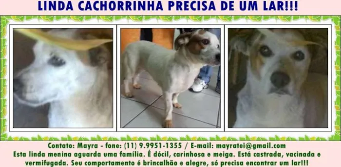 Cachorro raça SRD idade 2 anos nome FIONA