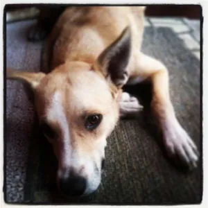 Cachorro raça Viralata idade 1 ano nome Mel