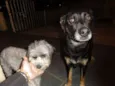 Lucky e Joy
