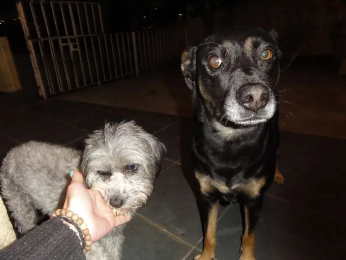 Cachorro ra a SRD idade  nome Lucky e Joy