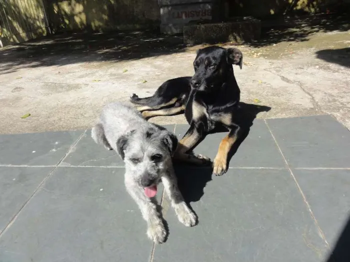Cachorro ra a SRD idade  nome Lucky e Joy