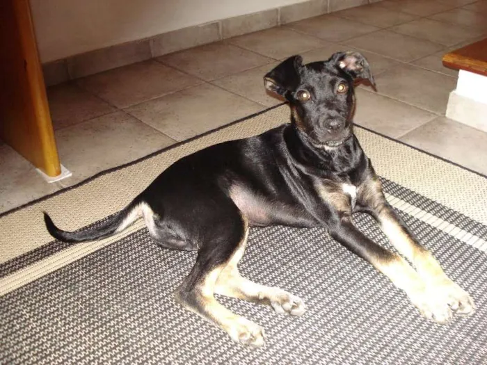 Cachorro ra a SRD idade  nome Lucky e Joy