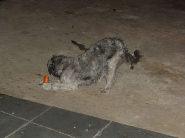 Cachorro ra a SRD idade  nome Lucky e Joy