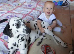 Cachorro raça Dálmata idade 1 ano nome LOLA GRATIFICA