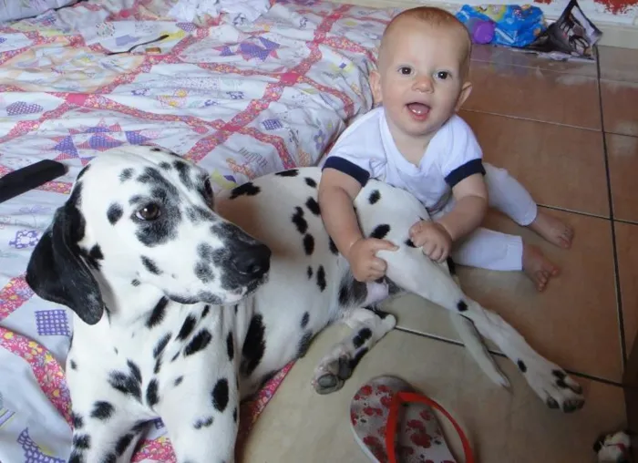 Cachorro raça Dálmata idade 1 ano nome LOLA GRATIFICA