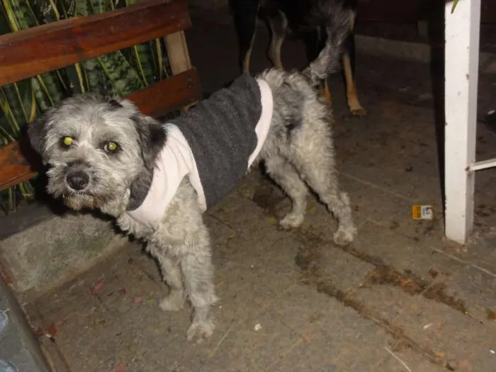 Cachorro ra a SRD idade  nome Lucky e Joy