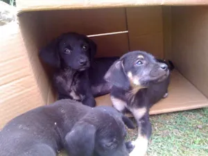 Cachorro raça SRD idade Abaixo de 2 meses nome não tem