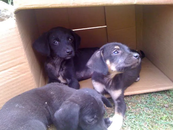 Cachorro ra a SRD idade Abaixo de 2 meses nome não tem