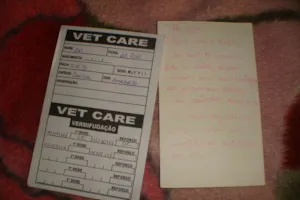 Cachorro raça SRD idade 7 a 11 meses nome BOBY