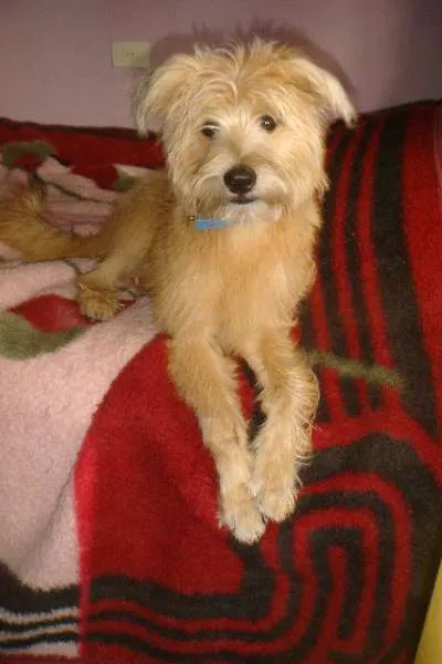 Cachorro ra a SRD idade 7 a 11 meses nome BOBY