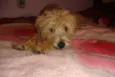 BOBY