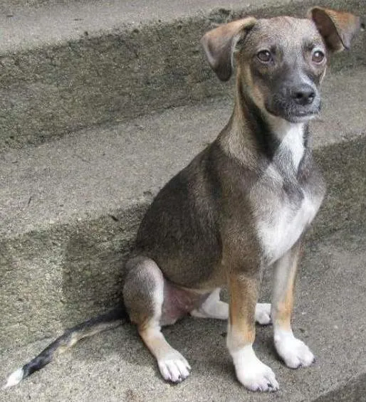 Cachorro ra a SRD idade 2 anos nome Doralice GRATIFICA