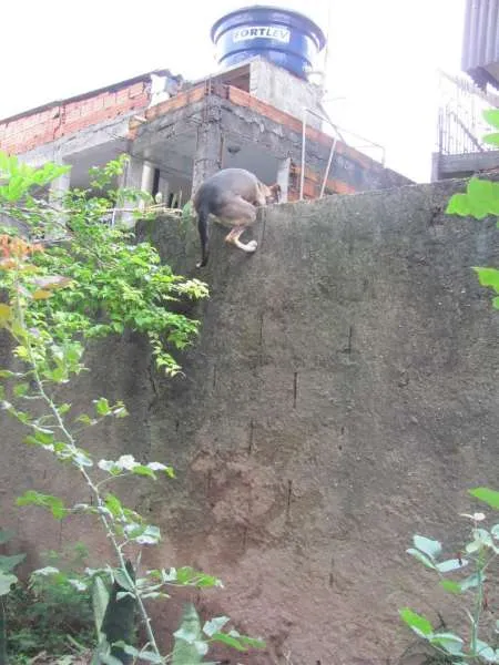 Cachorro ra a SRD idade 2 anos nome Doralice GRATIFICA