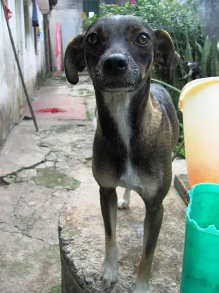 Cachorro ra a SRD idade 2 anos nome Doralice GRATIFICA