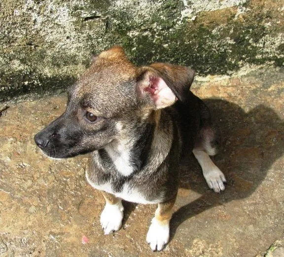 Cachorro ra a SRD idade 2 anos nome Doralice GRATIFICA