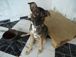 Cachorro raça SRD idade 7 a 11 meses nome sem nome