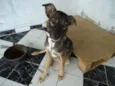 Cachorro raça SRD idade 7 a 11 meses nome sem nome