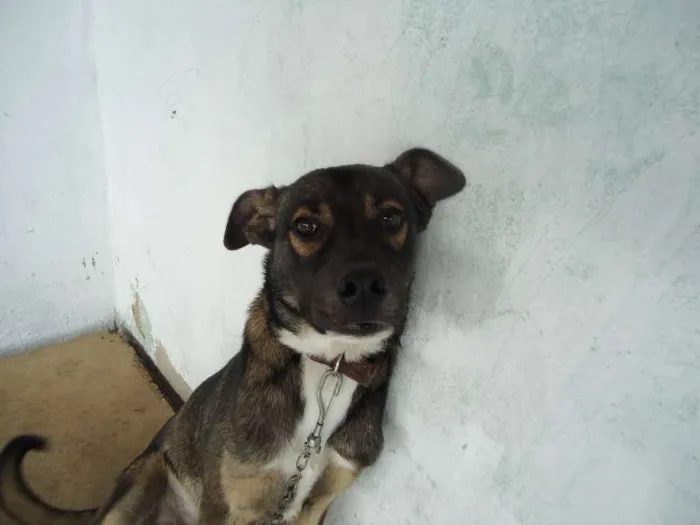 Cachorro raça SRD idade 7 a 11 meses nome sem nome