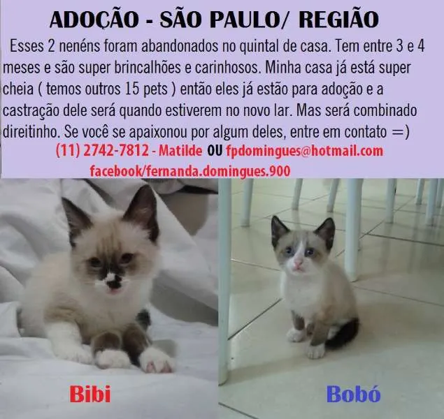 Gato ra a SRD idade 2 a 6 meses nome Bibi e Bobó
