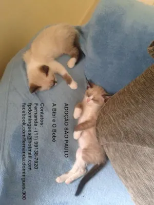 Gato raça SRD idade 2 a 6 meses nome Bibi e Bobó