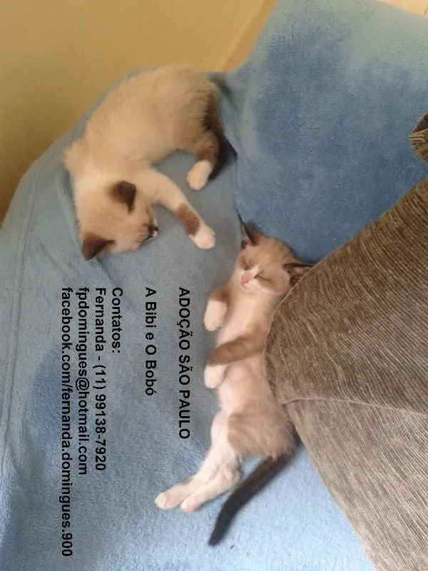 Gato ra a SRD idade 2 a 6 meses nome Bibi e Bobó