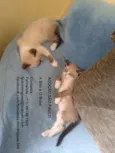 Bibi e Bobó