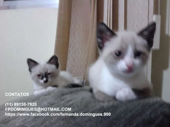 Gato ra a SRD idade 2 a 6 meses nome Bibi e Bobó