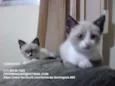Bibi e Bobó