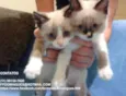 Bibi e Bobó