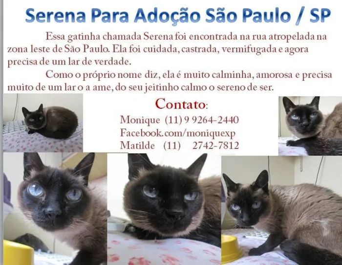 Gato ra a Siamês idade 6 ou mais anos nome Serena