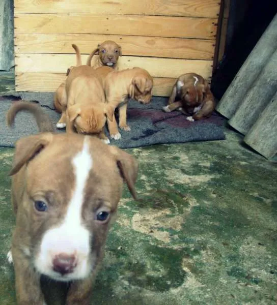 Cachorro ra a Pit-Bull idade Abaixo de 2 meses nome São 9 filhotes 4 me