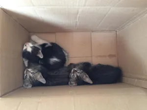 Gato raça  idade Abaixo de 2 meses nome Sem nome