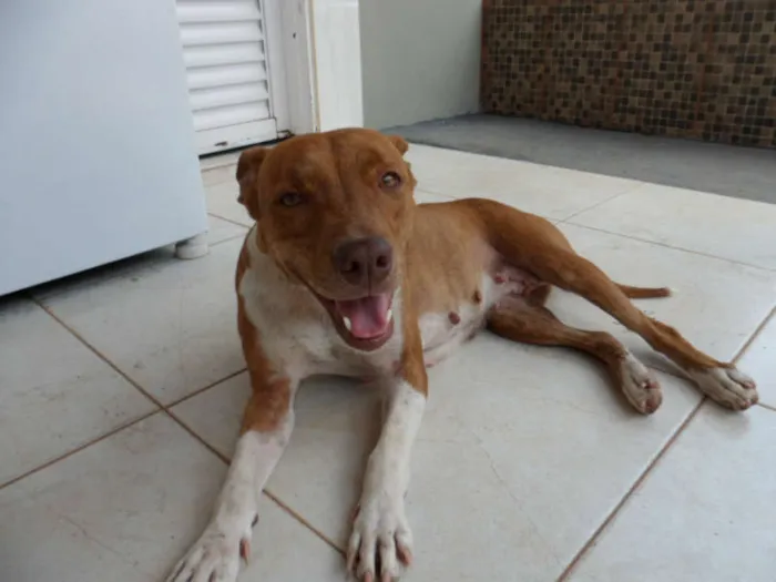 Cachorro ra a Pit-Bull idade 1 ano nome Sem Nome