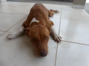 Cachorro raça Pit-Bull idade 1 ano nome Sem Nome
