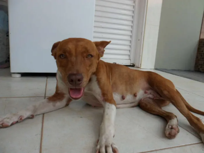 Cachorro ra a Pit-Bull idade 1 ano nome Sem Nome