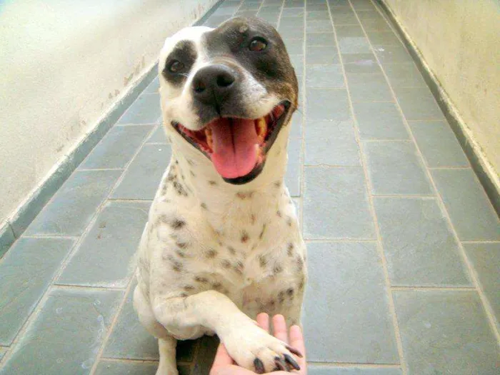 Cachorro ra a SRD idade 6 ou mais anos nome Lua