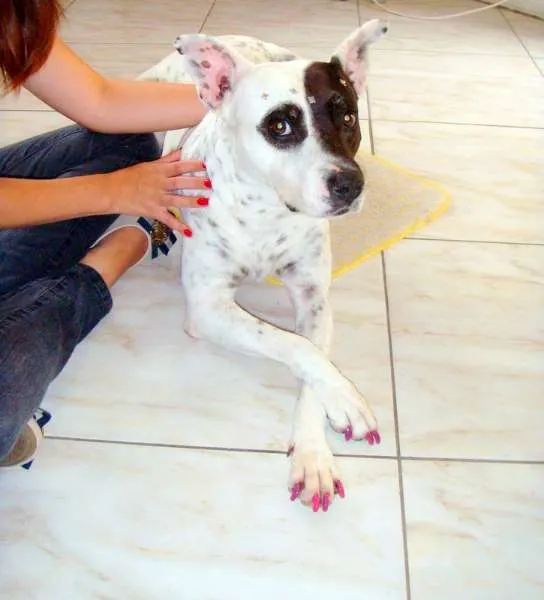 Cachorro ra a SRD idade 6 ou mais anos nome Lua