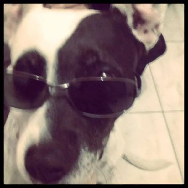 Cachorro ra a SRD idade 6 ou mais anos nome Lua