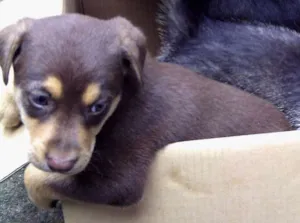 Cachorro raça indeterminada idade Abaixo de 2 meses nome Charlie Brown