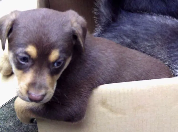 Cachorro ra a indeterminada idade Abaixo de 2 meses nome Charlie Brown